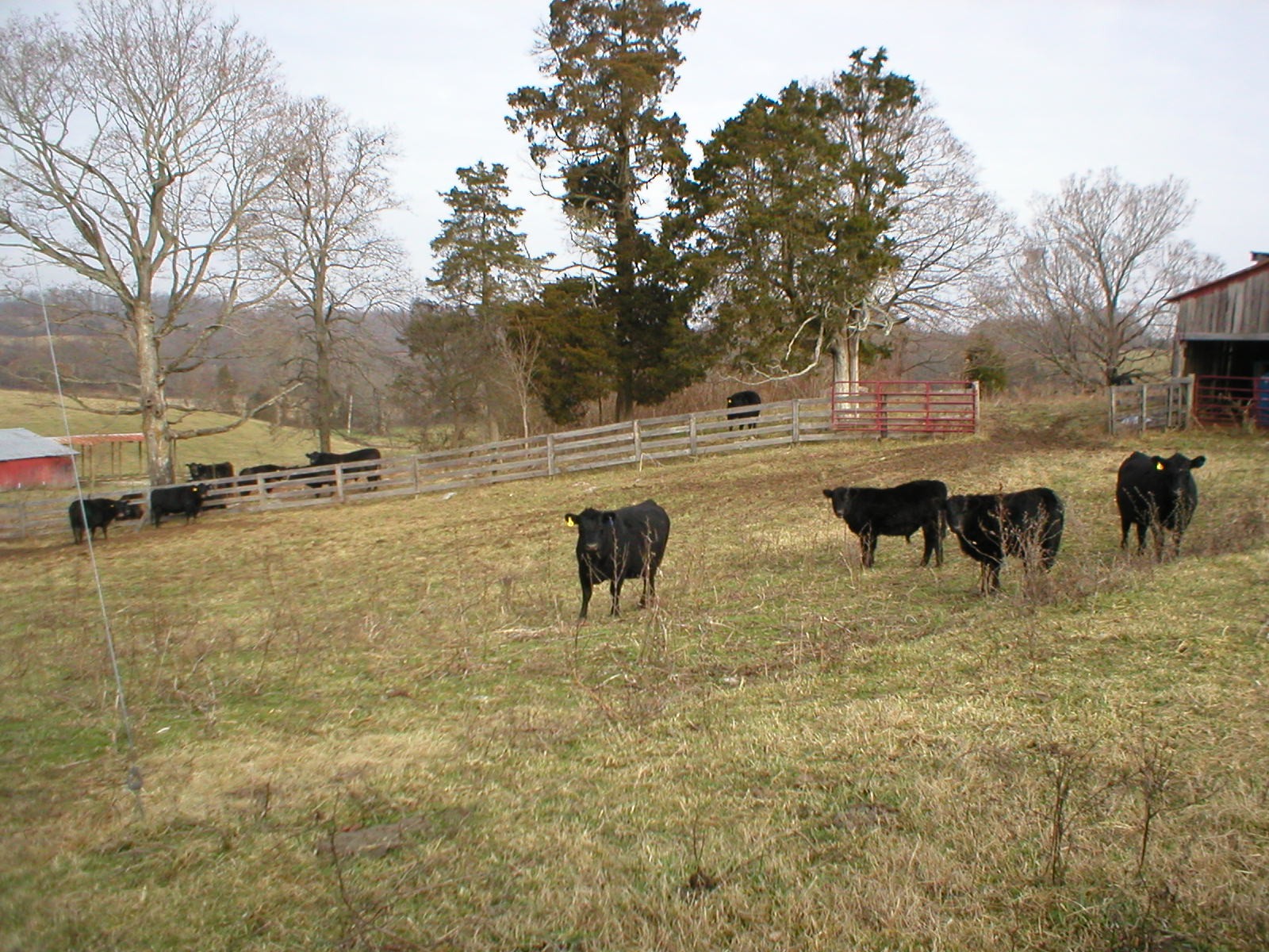 cows next door-3.JPG