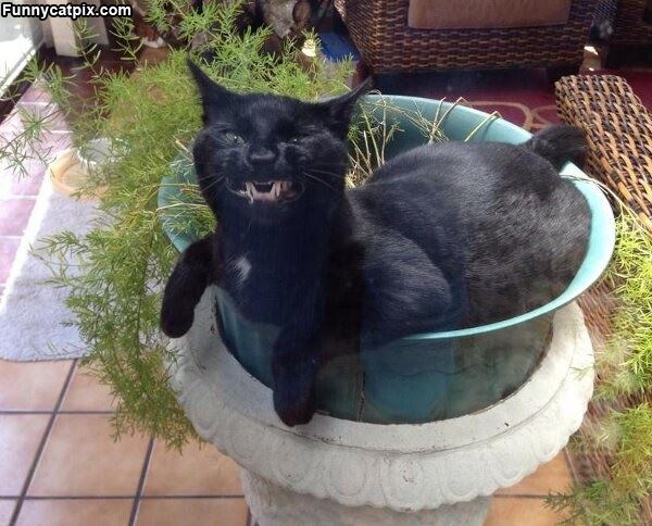 Grrrr_Face.jpg