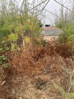 IMG_1441.jpeg