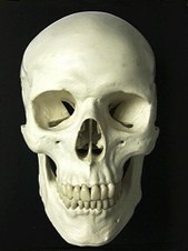 Skullo