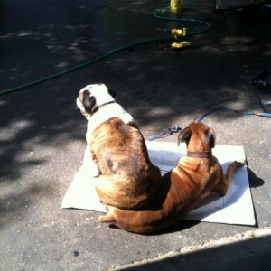 Dogs
